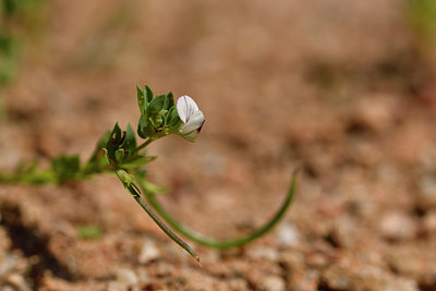 BUITEN BEELD Foto: 296732