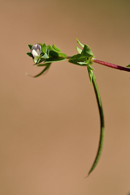 BUITEN BEELD Foto: 296735