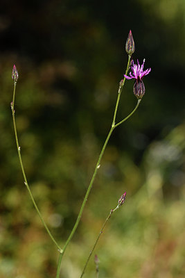 BUITEN BEELD Foto: 296743