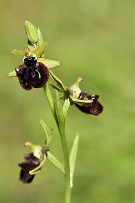 BUITEN BEELD Foto: 296765