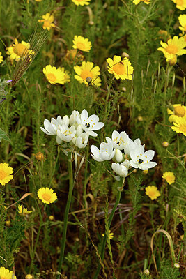 BUITEN BEELD Foto: 296820