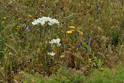 BUITEN BEELD Foto: 296821