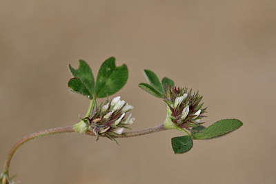 BUITEN BEELD Foto: 296833