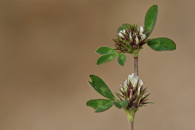 BUITEN BEELD Foto: 296834