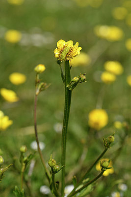 BUITEN BEELD Foto: 296853