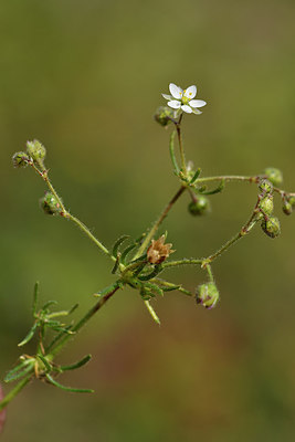 BUITEN BEELD Foto: 296854
