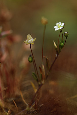 BUITEN BEELD Foto: 296864