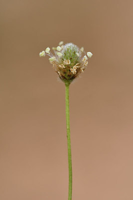 BUITEN BEELD Foto: 296879