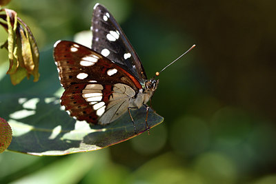 BUITEN BEELD Foto: 296884