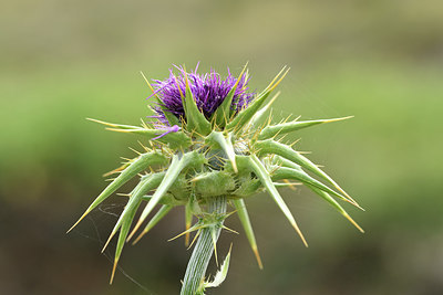 BUITEN BEELD Foto: 296891