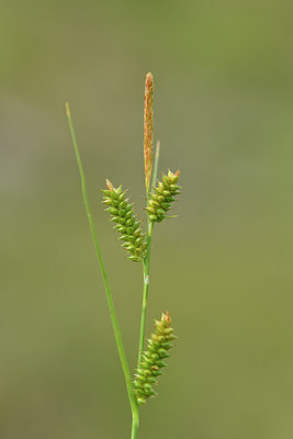 BUITEN BEELD Foto: 296895