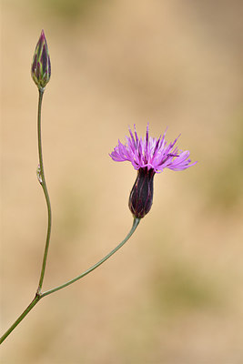 BUITEN BEELD Foto: 296904