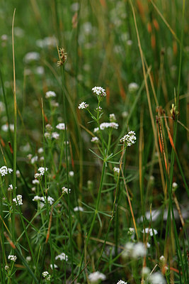 BUITEN BEELD Foto: 296936