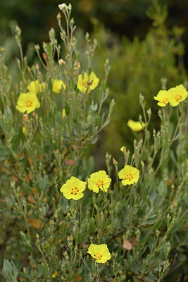BUITEN BEELD Foto: 296952