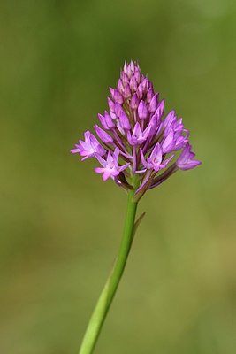 BUITEN BEELD Foto: 296963