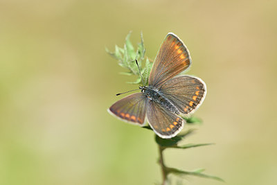 BUITEN BEELD Foto: 296974