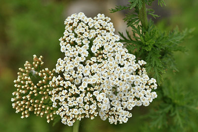 BUITEN BEELD Foto: 296985