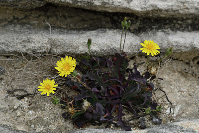 BUITEN BEELD Foto: 296996