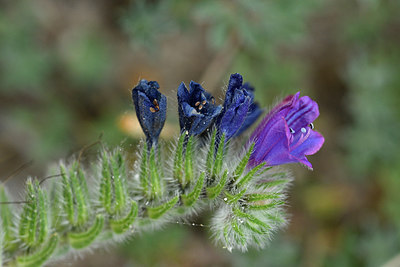BUITEN BEELD Foto: 297021