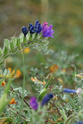 BUITEN BEELD Foto: 297022