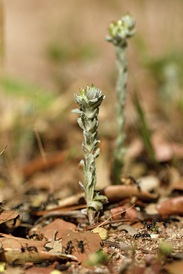 BUITEN BEELD Foto: 297025