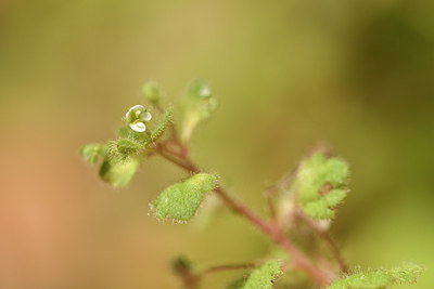 BUITEN BEELD Foto: 297026