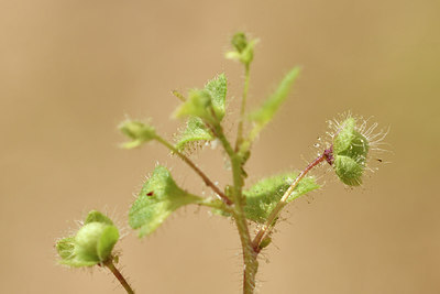 BUITEN BEELD Foto: 297027