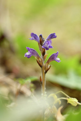 BUITEN BEELD Foto: 297032