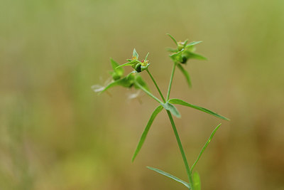 BUITEN BEELD Foto: 297034