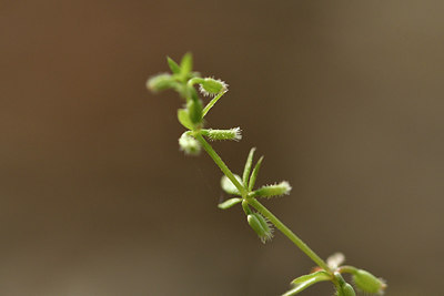 BUITEN BEELD Foto: 297035