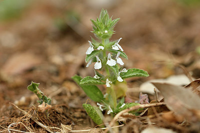 BUITEN BEELD Foto: 297041