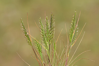 BUITEN BEELD Foto: 297051