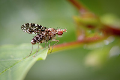 BUITEN BEELD Foto: 297089