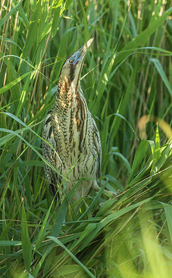 BUITEN BEELD Foto: 297152