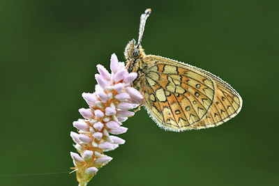 BUITEN BEELD Foto: 297157