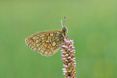 BUITEN BEELD Foto: 297158
