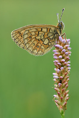 BUITEN BEELD Foto: 297159