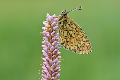 BUITEN BEELD Foto: 297160