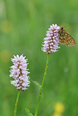 BUITEN BEELD Foto: 297161