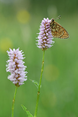 BUITEN BEELD Foto: 297162