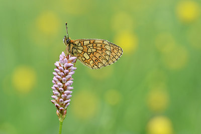 BUITEN BEELD Foto: 297165