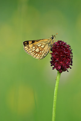 BUITEN BEELD Foto: 297170