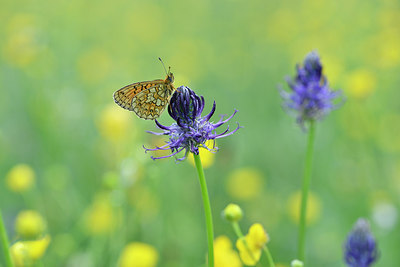 BUITEN BEELD Foto: 297175