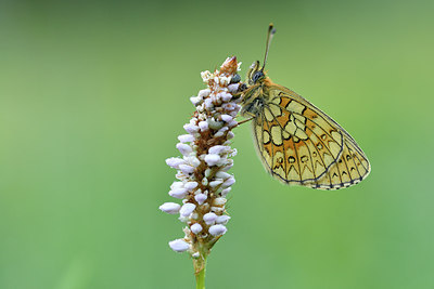 BUITEN BEELD Foto: 297180