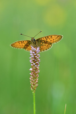 BUITEN BEELD Foto: 297182