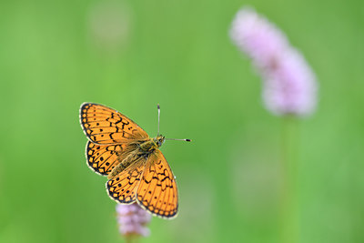 BUITEN BEELD Foto: 297186