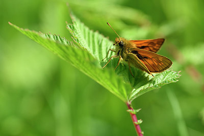 BUITEN BEELD Foto: 297211