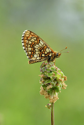 BUITEN BEELD Foto: 297236
