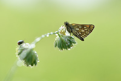 BUITEN BEELD Foto: 297250