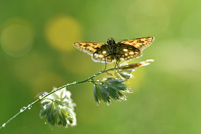 BUITEN BEELD Foto: 297253